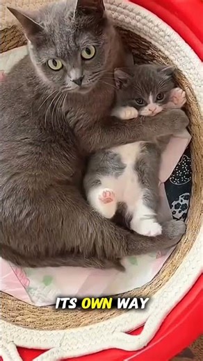 Mother Cat Struggled… But This Girl Never Gave Up 🥹#shorts