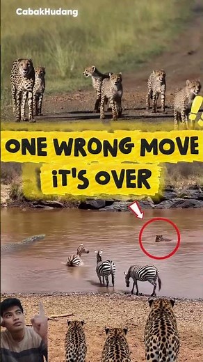Double Threat ‼️ Zebra Trapped Between River Predators and a Cheetah #shorts #animals #predator