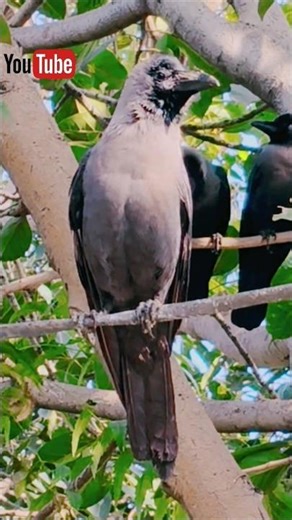 Crow Sounds 🐦‍⬛🥰✨| Crow Sounds For Food 🐦‍⬛🫓| Crow Feeding 🐦‍⬛🥪| Feeding Crow 🐦‍⬛🥪| Birds 🐦🌳|