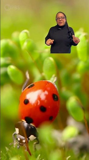 Why Are There Ladybugs in Your Home This Winter?