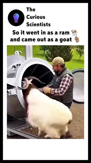 Science | Interesting | How it works | The post shares a humorous video of a sheep entering an automated shearing machine fully woolly and emerging bald in seconds, with the... | Instagram