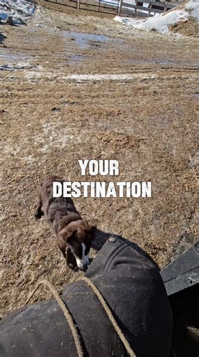 Frankie is a 4 month old Aussie pup who is learning about the side by side. I go very slowly so I can stop immediately if needed. These may be baby steps, but we are building our foundation. A foundation she will have for the rest of her days! https://www.theworkingdogsavvy.com #theworkingdogsavvy #TWDS #stockdog #cowdogsofinstagram #australianshepherdsofinstagram #workingdogs #ranchdog #cattleranch #gsranch #goldensunsetranch