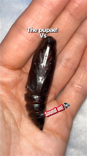 The transformation to a squeaking moth is real! #moths