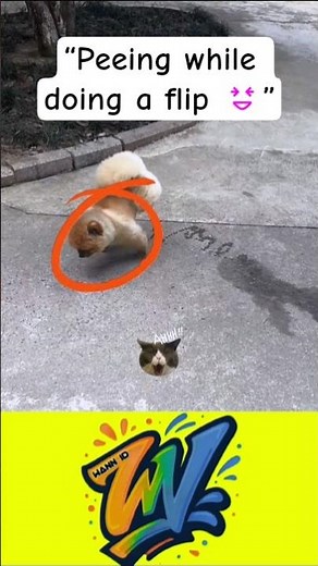 Funny Dog Doing Backflip While Peeing | Hilarious Pet Moments