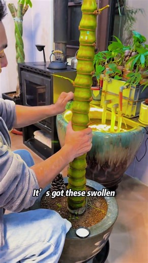 what kind of bamboo is this?Discover these unusual bamboo species. #knowledge #bamboo #unusual