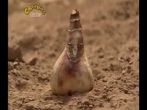 Come Outside: Series 3: Bulbs