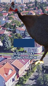 Elszabadult gyöngytyúkok lepték el Pesterzsébetet! #metropol #budapest #gyongytyuk | Metropol