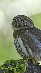 55K views · 7.3K reactions | Success! 黎 Spotted this tiny but mighty Northern Pygmy Owl on our backroad adventure yesterday. Those piercing yellow eyes are pure magic! ✨ #WildlifePhotography #NorthernPygmyOwl #NatureAdventures | Thy Pygmy Owl Tour | Facebook