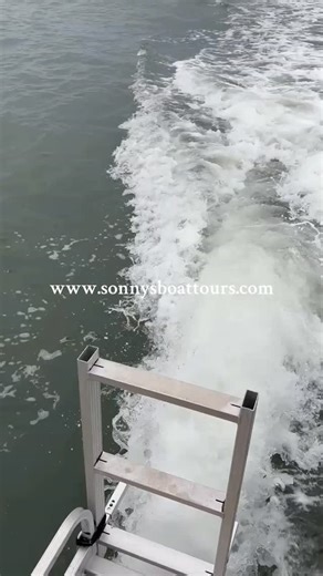 11 reactions · 31 shares | Flying Dolphin! @sonnysboattours @sonnysboattoursandcharters @captainsonny941 #dolphin #amazing #family #florida #viral #sonnysboattoursandcharters #englewoodfl #manasotakey #manasotakey #floridavacation #englewoodfl #Sarasota | Sonny's Boat Tours and Charters | Facebook