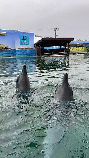 Understanding Dolphin Clicking Sounds: Communication and Navigation