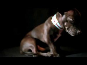 They Might Be Giants - Glean (official video)