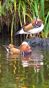 1.4K views · 62 reactions | Mesmerising Mandarin ducks dancing at Martin Mere! Nature's beauty captured. 閭✨ #WildlifeMoments #MandarinDucks #BirdLife | Ricky Marsh | Facebook