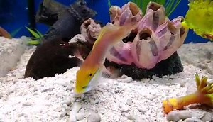 3.4K views · 71 reactions | This Bella Goby is a rare beauty!  Possibly the best looking sand sifting Goby?? 樂樂 | Abyss Aquatic Warehouse | Facebook