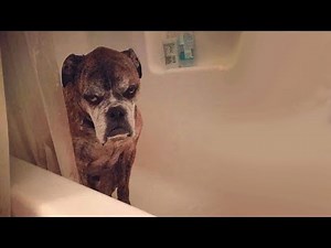 Funny Dogs Reactions To Bath Time | Funny Dog Compilation