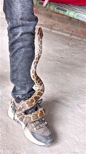 Indian rock python 🐍 baby #viral #snake #shortsfeed #funny #comedy #vlog #nature #funnyreel #shorts