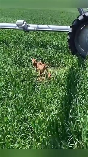 This kind couple rescued three abandoned baby deer_ and then this happened... _rescue _deer #hashtagfbreelsvideo | Animal Life