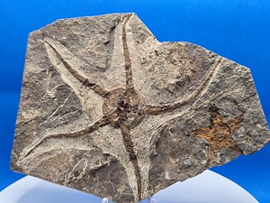 Genuine Prehistoric Starfish Fossil – Beautifully Preserved Marine Life - Etsy