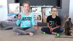 We spent $1000 on Cat Toys!!!