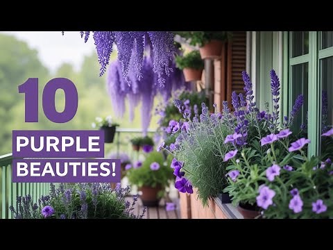 10 Most Beautiful Purple Flowers for Your Balcony Garden
