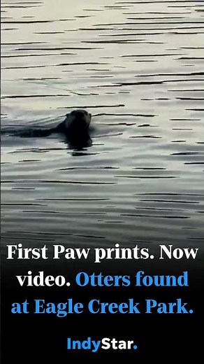First Paw prints. Now video. Otters found at Eagle Creek Park
