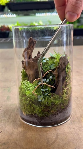 How to make a Bioactive bug terrarium