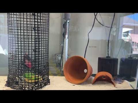 F7 ZZ Flowerhorn pairing process