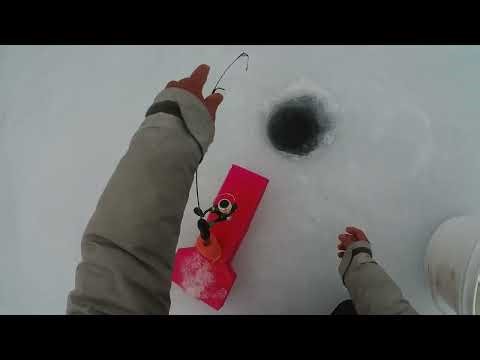 Using my auto hook set for JUMBO white PERCH