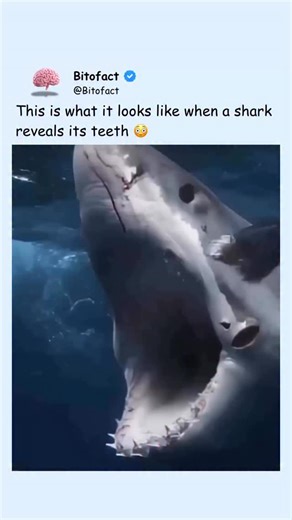 Bitofact on Instagram: "When a great white shark reveals its jaw, it’s like watching nature’s perfect weapon unfold. 🦈 Each tooth is razor-sharp and angled backward — built to grip and shred anything that enters its bite. Their jaws can exert over 4,000 pounds of force, and when they open wide, the entire skull structure shifts forward to extend their reach — a design perfected by millions of years of evolution. 🧠 Follow (us) @bitofact #Explore #Trending #Viral #BitoFact #SharkFacts #GreatWhit