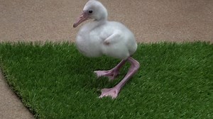 16K views · 510 reactions | Baby Announcement! 6 flamingo chicks have been born this year at SeaWorld Orlando. Watch as they learn to eat, walk and explore! | SeaWorld Orlando | Facebook