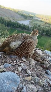 Gery Francolin #viral #hunting #agriculture #Resscuo #realfood #Afghanistan #Pakistan #realvideo #gervontadavis #dakni #viralvideos #pakbirds | Burhan Birds
