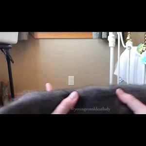 311K views · 4.4K reactions | While going through kitten withdrawals I can’t help but go through all my videos and pictures. This is one of my favorites. Grey Bae Bae will always have a special place in my heart. We grew so close after 4 months of nursing him back to health. He has been one of my hardest goodbyes. I’ll never forget how he loved to stretch lol He is now happily adopted into a forever home. | Youngest Old Cat Lady | Facebook