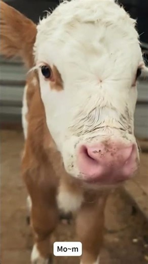 #shorts #funnyhorse #horsememes #2026 #animalchaos #equinehumor #derp #horsefails