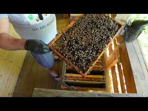 Dadant Teil 3 🔥 Honigraum oder Schwarm? Nächste Runde! 🐝😄