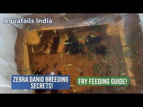 “Zebra Danio Breeding & Baby Care | Expert Feeding Tips | Aquatails India Vlog 8”