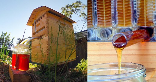 Honey on Tap: A New Beehive that Automatically Extracts Honey without Disturbing Bees