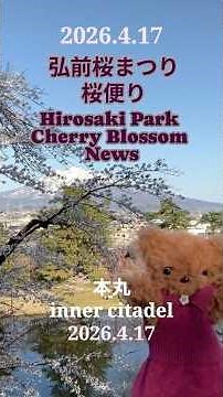 弘前公園 桜便り2026.4.17 #桜#弘前さくらまつり#Hirosaki Park ＃Hirosaki Park#Hirosaki Cherry Blossom Festival