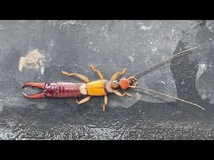 Rare Colorful Earwig With Big Pincers | Strange Insect Macro Close-Up