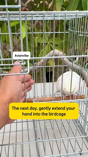 Avian on Instagram: "Train your parrot to confidently interact with your hand in just a few days 😚#pet #parrotsofinstagram #parrot #babybird #parrotsoftiktok #reelsinstagram #bird #lovebirds #trending #parrotlife #mypet #pettok #cuteparrot #parrotlover"