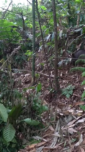 I Am Primitive on Reels