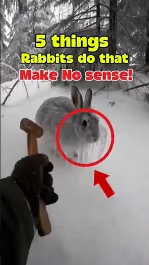 Why are rabbits like this 💀🐰 #rabbit