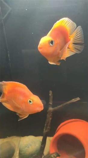 mera pyaara parrot fish #fish #mashallahparrothouse #aquarium #fishing