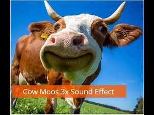 Cow Moo Sound Effect (Cow Moos 3x)