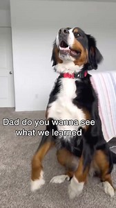Derek takes Karate 😅 #jasonbankscomedy #baneandbrue #dogskit #derek #karate. | Grizzly bane