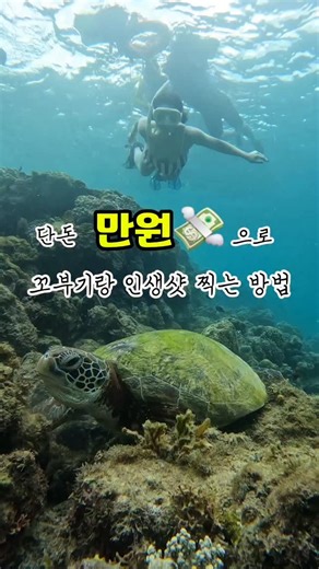 쇠질과 여행을 사랑하는 지니🎈 on Instagram: "[공유,저장] @@야, 나랑 만원으로 꼬부기 보러 가쟈❤️ 제가 여태 본 비치 중 가장 아름다웠던 #모알보알 의 화이트비치 ✨️ 여기서 본 거북이랑 정어리떼는 황홀이었어요. 전 개인적으로 고래상어보다 스노쿨링이 훨씬 더 재밌었다는..🫶 세부 도착하면 남부투어 하고 바로 막탄시티로 또 3-4시간 걸려서 넘어가시는 분들이 대다수인데 모알보알 너무 아기자기하고 예쁜 곳이라 하루이틀이라도 꼭 머무시는 걸 넘넘 추천드려요🙇‍♀️ 파낙사마 거리 돌아다니다가 우연히 예약한 곳인데 증말 만족스러워서 소개합니다⭐️ 현지업체 기준, 인당 500페소 3인에 총 1,500페소 (고프로 촬영&즉시전송 포함) 단돈 만원대로 인생샷 건지고 오세욤🙇‍♀️ 다음 포스팅은 막탄시티 가성비갑 리조트 소개할게요! 궁금하시다면 @trip_geniee 팔로우하고 기다려주세요! #지니여행기"