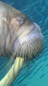 Checkout this cute little Wally Walrus! #seaworld #walrus #cuteanimals #animals #reelsfypシ | SeaWorld Videos
