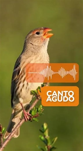 Sabías que estos pajaritos hablan con acento según dónde crecen