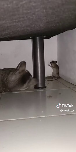Cat Playing with Mouse - Funny Video Compilation