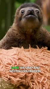 15K views · 245 reactions | Meet B-Rad, the cutest baby sloth EVER! 殮鸞 #sloth #cuteanimals #wildlife #bravewilderness | Brave Wilderness | Facebook