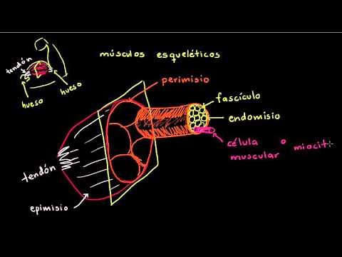 Skeletal Muscle Fiber Anatomy | Human Biology | Biology | Khan Academy