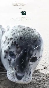 8.2K views · 29 reactions | Otters are cute, cuddly, and totally capable of eating your dog. And that's not even the scariest thing they can do! | BuzzFeed Unsolved | Facebook